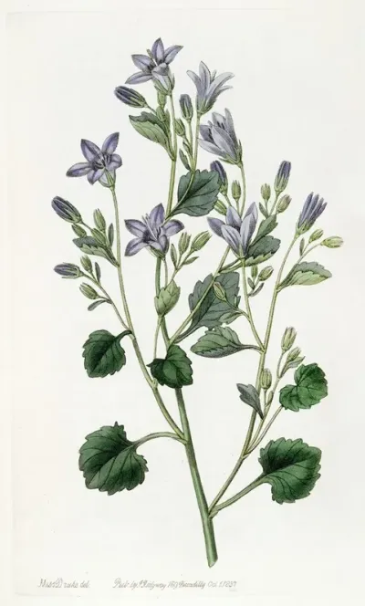 Dalmatian Wall Campanula