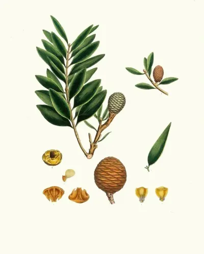 Dammara Orientalis Amboyna Pitch Tree