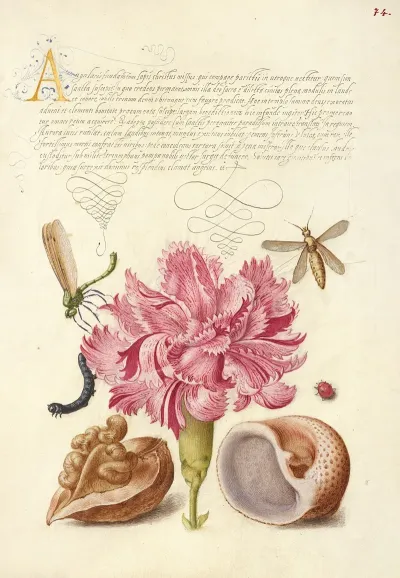 Damselfly Carnation Insect Caterpillar Ladybird English Walnut And Marine Mollusk