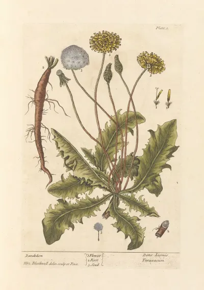 Dandelion 3