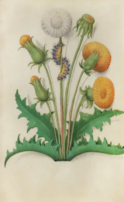 Dandelion Taraxacum Officinale With A Caterpillar