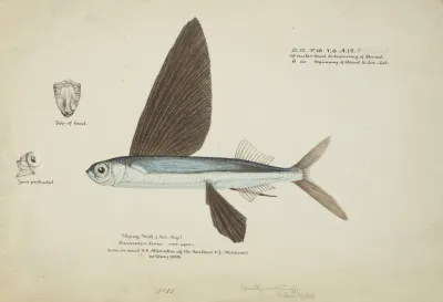 Danichthys Cribrosus Nz Flyfish Fish