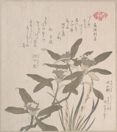 Daphne Odora And Mojisuri So