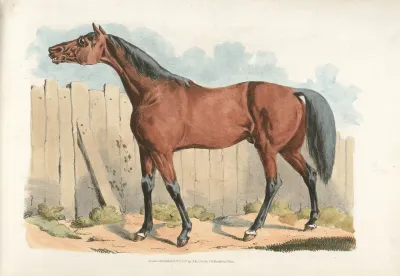 Dark Brown Horse