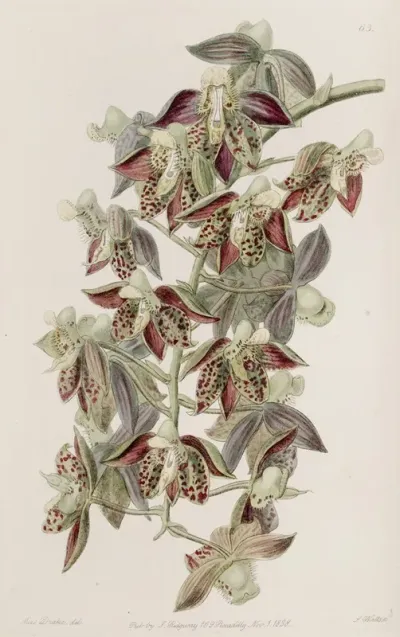 Dark Flowered Catasetum