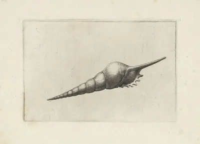 Dark Mouthed Tibia Tibia Fusus Melanocheilus