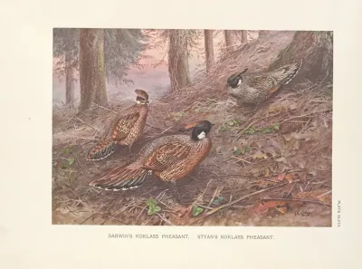 Darwins Koklass Pheasants Styans Koklass Pheasants