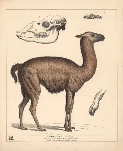 Das Lama 2