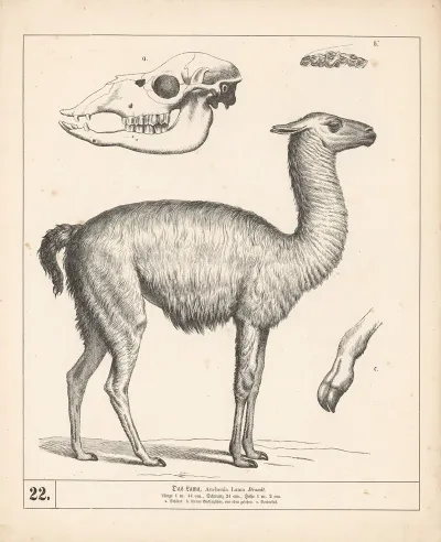 Das Lama