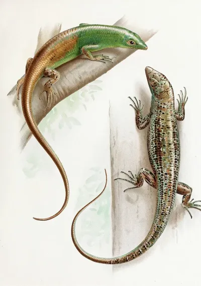 Dasia Smaragdinum