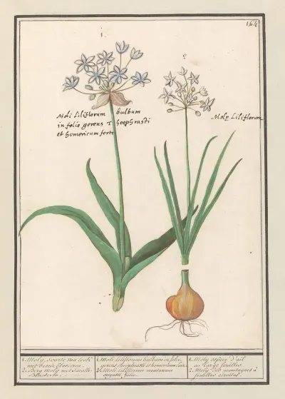 Daslook Allium Ursinum