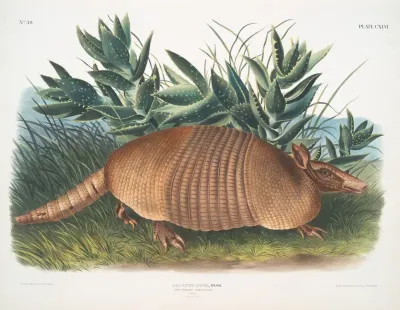 Dasypus Peba Nine Banded Armadillo Male Natural Size