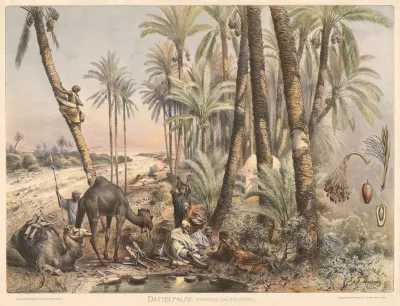 Dattelpalme Phoenix Dactylifera