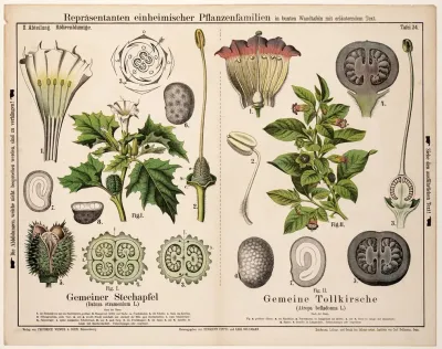 Datura Stramonium Atropa Belladonna Doornappel Wolfskers