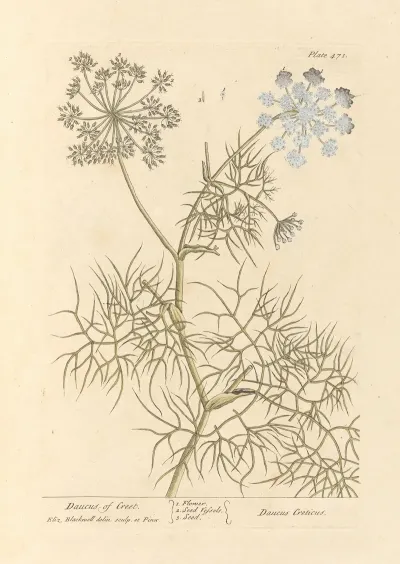 Daucus Of Creet