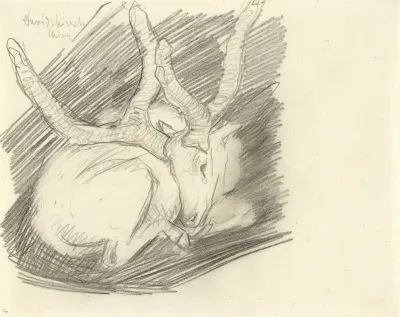 Davidshirsch Liegender Hirsch
