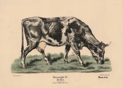 De Koe