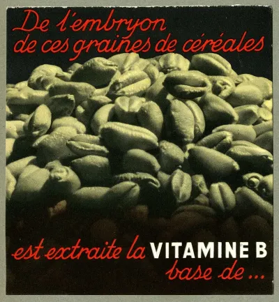 De Lembryon De Ces Graines De Cereales