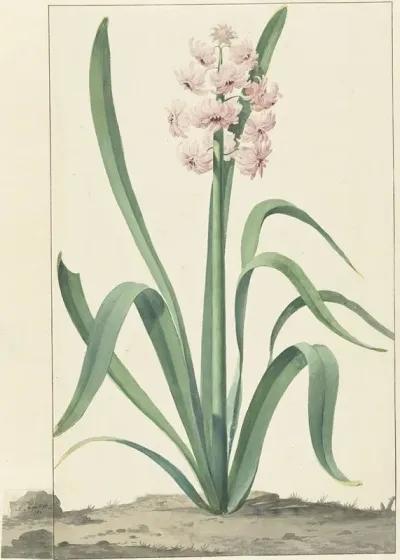 De Roze Hyacint Rex Rubrorum 2