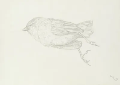 Dead Bird 4