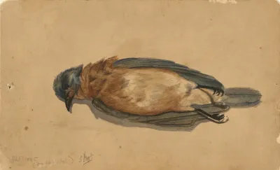 Dead Bird