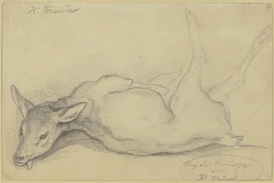 Dead Deer