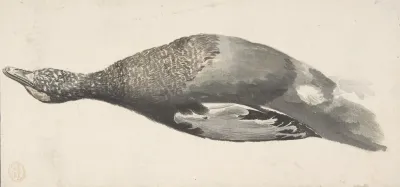 Dead Duck