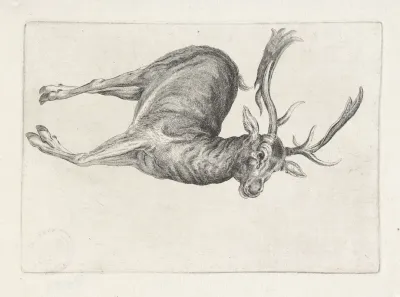 Dead Fallow Buck Lying On Its Left Side With Head To Right