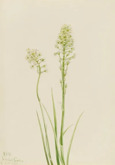 Death Camas Zygadenus Venenosus