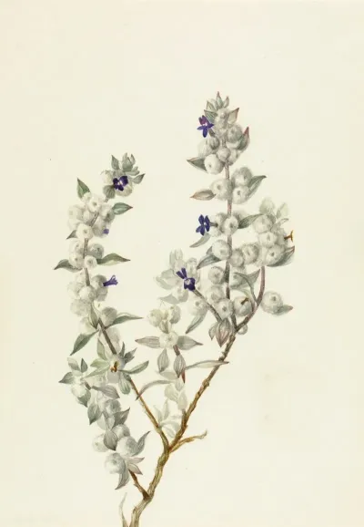 Death Valley Sage Salvia Funerea