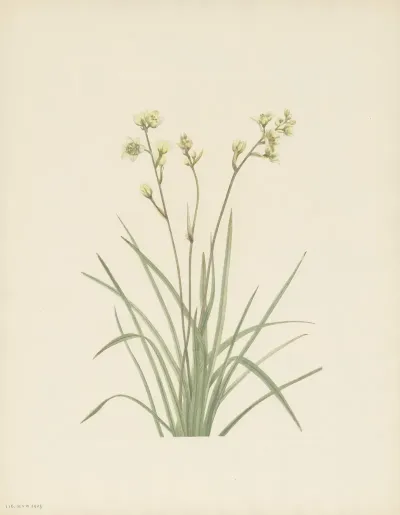Deathcamas Zygadenus Elegans 3