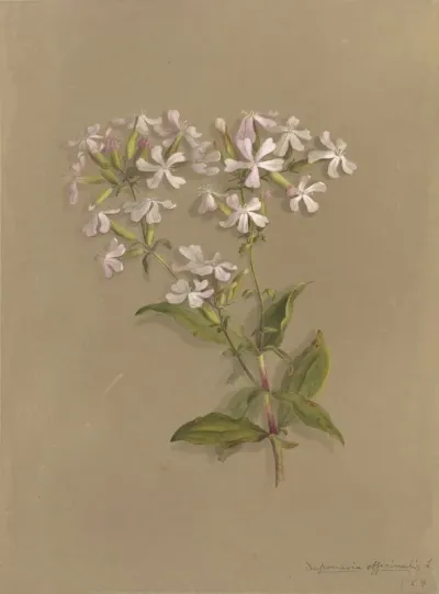 Deborah Griscom Passmore Watercolor Album Pl 04