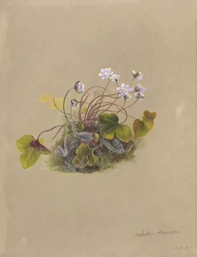 Deborah Griscom Passmore Watercolor Album Pl 07