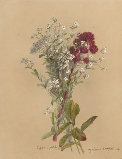 Deborah Griscom Passmore Watercolor Album Pl 14