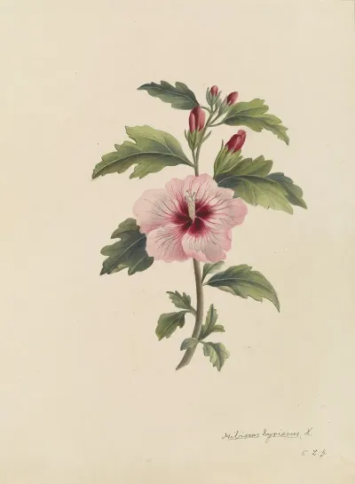 Deborah Griscom Passmore Watercolor Album Pl 19