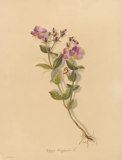 Deborah Griscom Passmore Watercolor Album Pl 21
