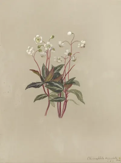 Deborah Griscom Passmore Watercolor Album Pl 23