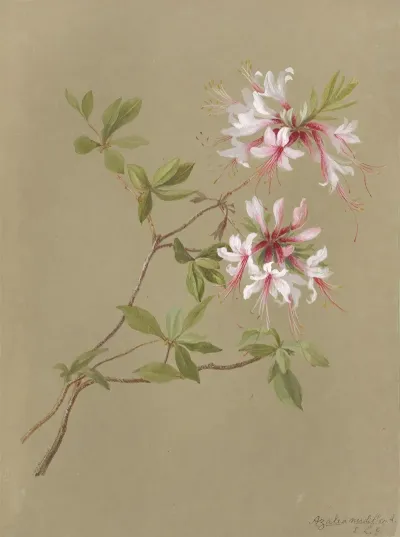 Deborah Griscom Passmore Watercolor Album Pl 24