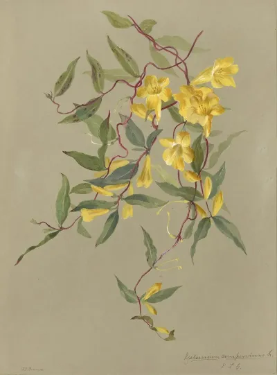 Deborah Griscom Passmore Watercolor Album Pl 28