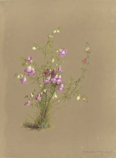 Deborah Griscom Passmore Watercolor Album Pl 30