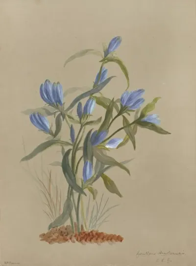 Deborah Griscom Passmore Watercolor Album Pl 31