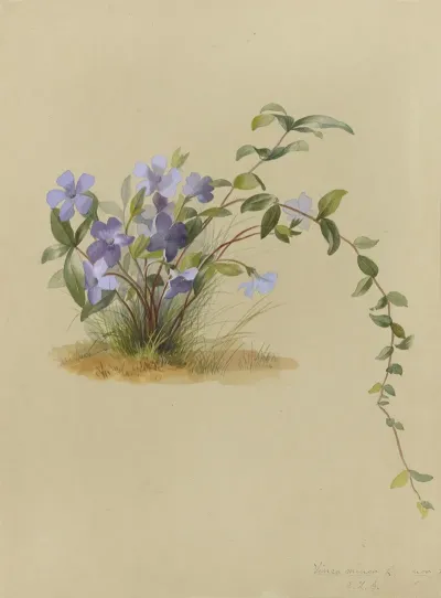 Deborah Griscom Passmore Watercolor Album Pl 32
