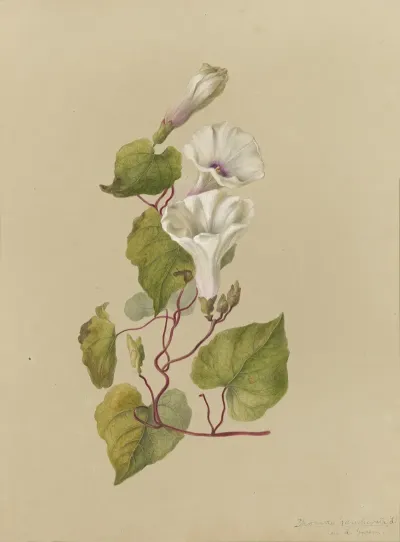 Deborah Griscom Passmore Watercolor Album Pl 33