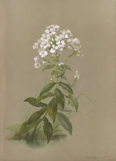 Deborah Griscom Passmore Watercolor Album Pl 35