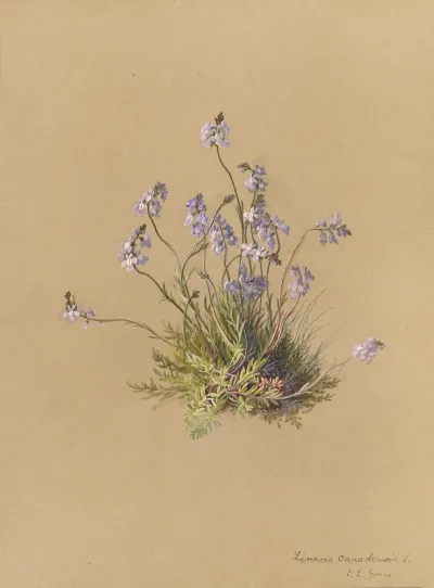 Deborah Griscom Passmore Watercolor Album Pl 40