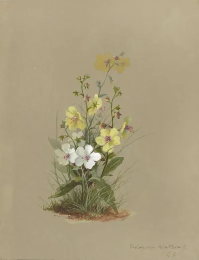 Deborah Griscom Passmore Watercolor Album Pl 41