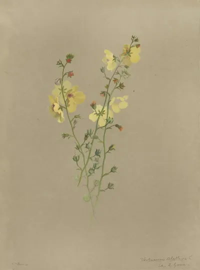 Deborah Griscom Passmore Watercolor Album Pl 42
