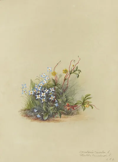 Deborah Griscom Passmore Watercolor Album Pl 43