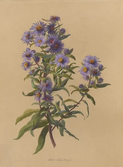 Deborah Griscom Passmore Watercolor Album Pl 49