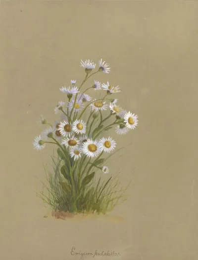 Deborah Griscom Passmore Watercolor Album Pl 50